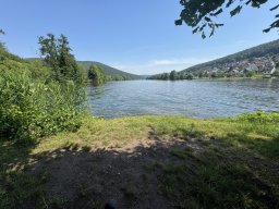 Mainschwimmen Juni 2026